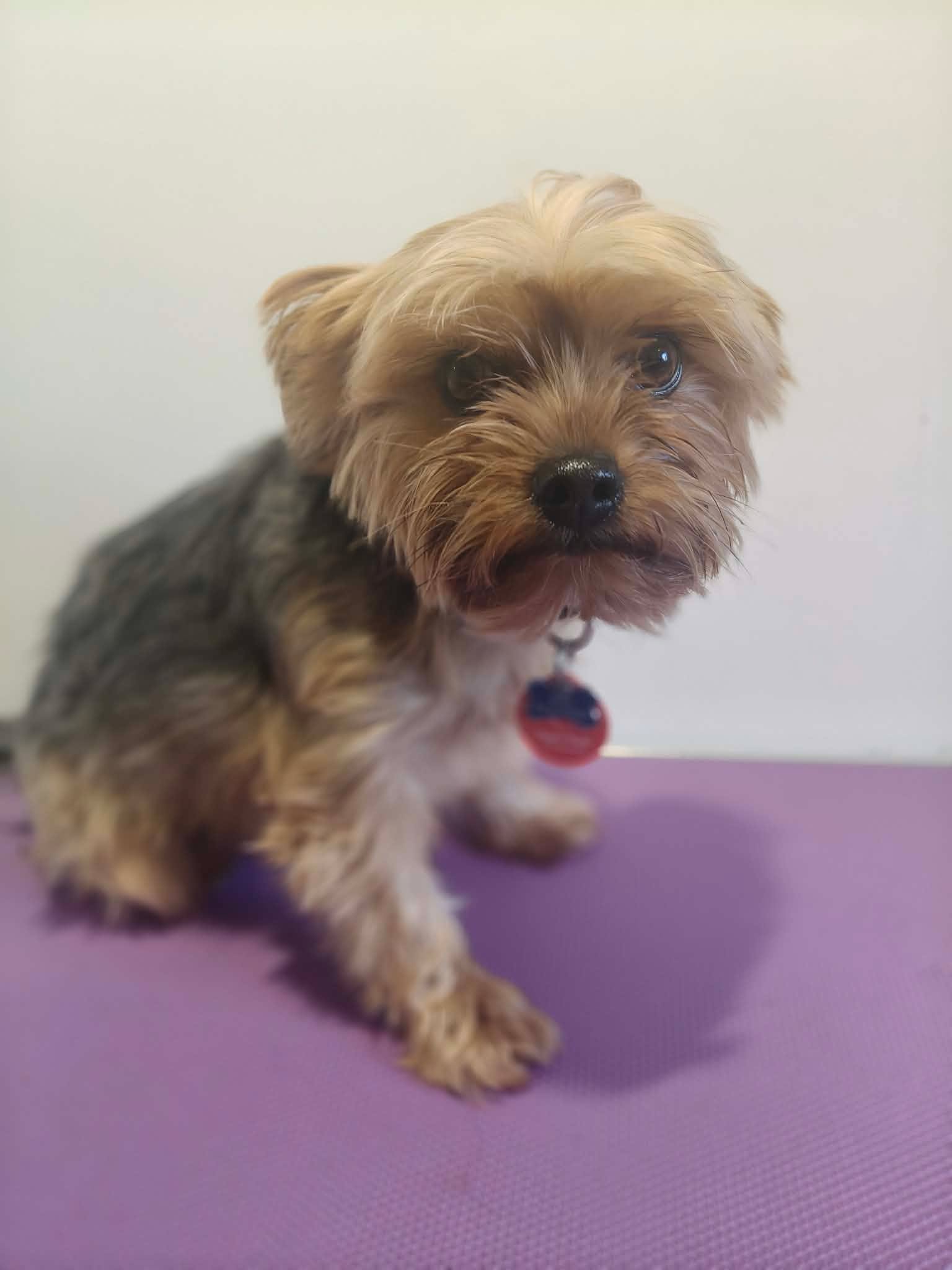 Yorkshire terrier, freshly groomed